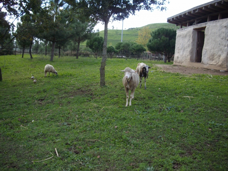 The animals of Horta da Formiga #9